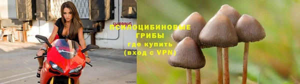 прущие грибы Лихославль